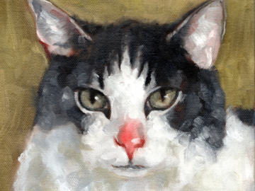 A painting of a black and white cat, 8 x 8 inches oil on stretched canvas