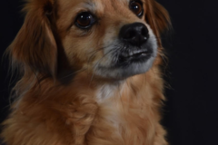 Request Quote: Paradise Pet Care - San Diego, CA