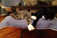 Request Quote: RUFF Petsitting  - Farmington, CT