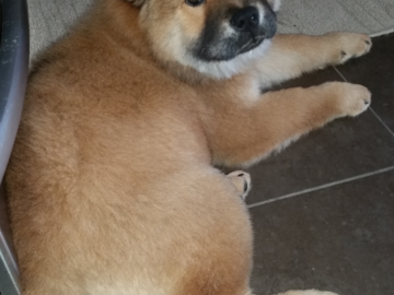 Pebbles, my special Chow Chow