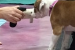 Request Quote: Canine Therapeutics - Dog Massage Services - Guyton, GA