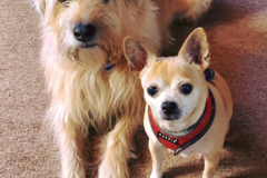 Request Quote: Heart and Soul Pet Sitting  - Smyrna, GA