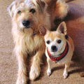 Heart and Soul Pet Sitting  - Smyrna, GA