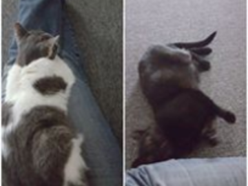 lap cats