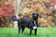 Request Quote: Muttography & Co., Pet Photography - East Haven, CT