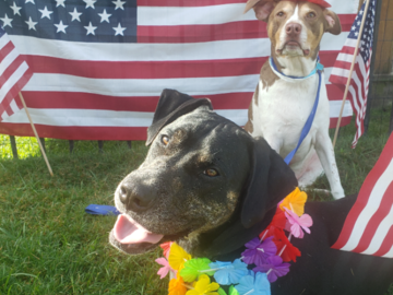 4th of July party for our boarding pups!