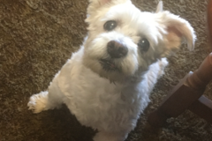 Request Quote: Grounded Spirit - Animal Reiki - Nationwide