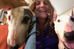 Request Quote: Care 4 Pets - Pet Sitting and Pet Care Provider  - Gulfport, FL