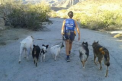 Request Quote: Happy DOG Private Training - La Quinta, CA