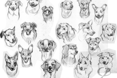 Request Quote: Puff n Stuff Pet Salon - Pet Mobile Grooming - Palm Harbor, FL