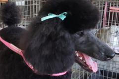 Request Quote: Dana and Friends Mobile Pet Grooming - Mobile, AL