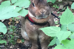 Request Quote: Loving Pets - Dog Walking and Pet Sitting Care - Strasburg, VA