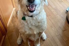 Request Quote: Woofin' It - Dog Walking and In Home Pet Sitting - Walkersville, MD