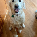 Woofin' It - Dog Walking and In Home Pet Sitting - Walkersville, MD