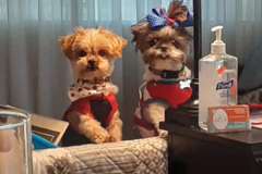 Request Quote: The BowWow Bungalow LLC - Dog Boarding with a Vet Tech - Canton, OH