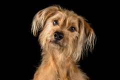 Request Quote: Fur Family Photos - Pet Photographer - Los Angeles, CA