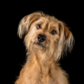 Fur Family Photos - Pet Photographer - Los Angeles, CA