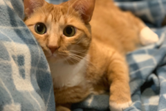 Request Quote: Lucky Critter Healing Touches Animal Massage - Dracut, MA