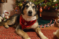 Request Quote: HappyTails Canine Massage  - Otis Orchards, WA