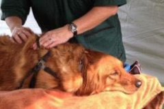 Request Quote: Lorna Boydston Animal Massage - Deer Park, WA