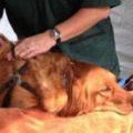 Lorna Boydston Animal Massage - Deer Park, WA