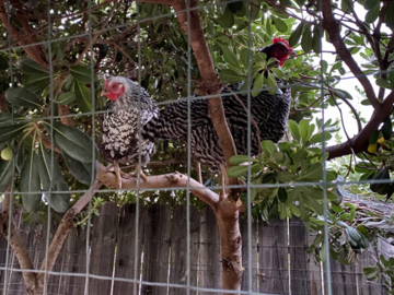 2 of my 7 chickens