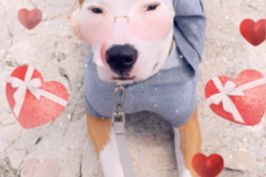 Request Quote: Janay’s Pet Services - Pet Daycare, Boarding, Sitting - Fort Wayne, IN
