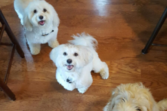 Request Quote: Fetch! Pet Care of Louisville - Pet Sitting Services - Louisville, KY