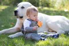 Request Quote: Guardian Dog - Certified in Home Private Dog Trainer - New Baltimore, MI
