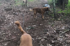 Request Quote: Kathleen Bourdelais - In Home Pet Sitting - Dracut, MA