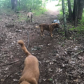 Kathleen Bourdelais - In Home Pet Sitting - Dracut, MA
