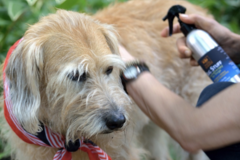 Request Quote: Kiki and Friends Aromatics, Animal Homeopathy - Westwood, NJ - Nationwide