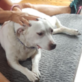 Artemis Dog Massage - Grosse Pointe, MI