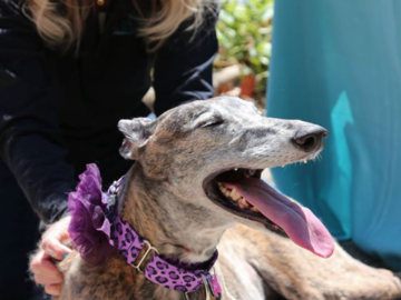 A greyhound loving her massage