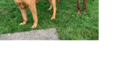 Request Quote: Jan’s Poop Troop Pet Waste Removal - Palatine, IL