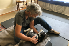 Request Quote: Heal and Flow Animal Massage - Seattle, WA