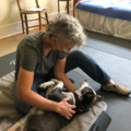 Heal and Flow Animal Massage - Seattle, WA