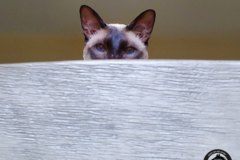 Request Quote: Every Critter Sitter - In Home Pet Sitting Services - Wheatland, CA