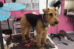 Request Quote: Lisa’s Pet Grooming Studio - Hot Springs, AR