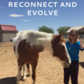 Reconnect and Evolve - Animal Reiki Care - Nationwide