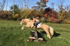 Request Quote: David McGuire Chiropractor - Horse and Dog Chiropractic  - Cortlandt, NY