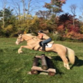David McGuire Chiropractor - Horse and Dog Chiropractic  - Cortlandt, NY
