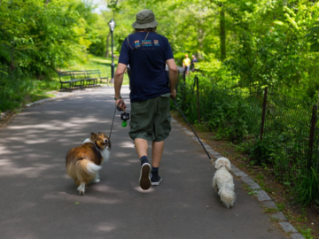 Dashwood, Michael and Luna take a stroll in Central Park!