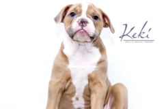 Request Quote: Keki Holistic Animal Therapy  - Charleston, SC