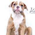 Keki Holistic Animal Therapy  - Charleston, SC