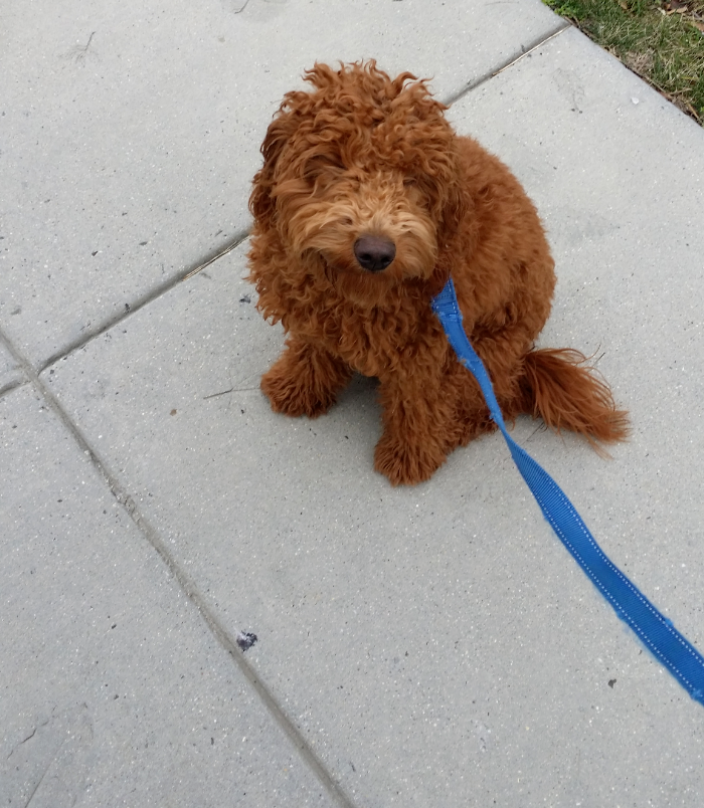 Washington, DC Danny's Pet Care Dog Walking Service