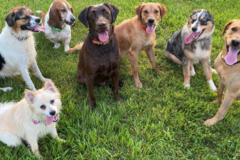 Request Quote: The Dog Wizard Fredericksburg - Private Dog Training - Fredericksburg, VA