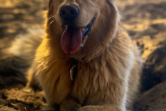 Request Quote: Treats and Play Dog Walkers - Santa Monica, CA