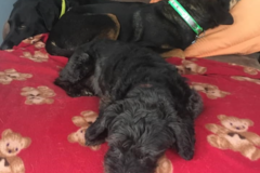 Request Quote: Aspire Intuition: Animal Psychic and Pet Communication  - Nationwide