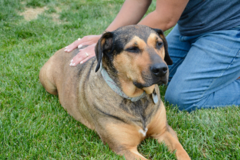 Request Quote: Natural Pet Wellness - Animal Reiki  - Nationwide